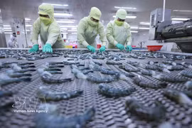 Freezing black tiger shrimp for export at a processing plant of the Minh Phu Seafood Corporation. (Photo: VNA)