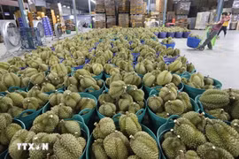 Vietnam's durian exports are expected to exceed 2 billion USD by the end of July. (Photo: VNA)