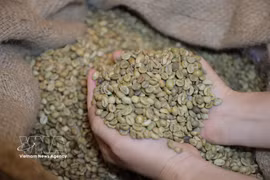 Vietnamese Robusta coffee (Photo: VNA)