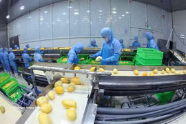 A modern production line processing frozen mango products for export at ANTESCO in Chau Phu Commune, An Giang province. (Photo: VNA)