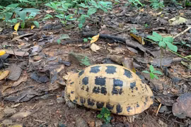 The turtle is released back into the natural forest habitat as part of conservation efforts (Photo: VNA)
