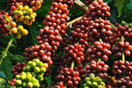 Dak Lak's coffee planting, processing knowledge becomes intangible cultural heritage