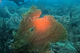 Indonesia designates 17 locations for blue carbon reserves