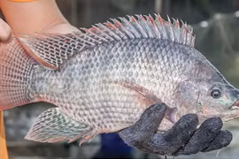 Vietnam diversifies tilapia exports amid global headwinds. (Illustrative photo: VASEP)