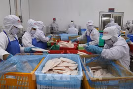 Workers at GODACO factory in My Tho Industrial Park process tra fish for export. (Photo: VNA)