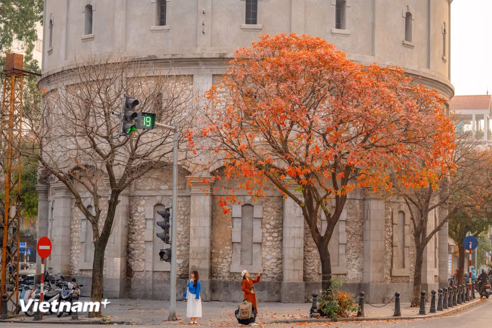 The leaf-changing season is not flamboyant or noisy, yet it touches emotions most deeply – a season of nostalgia. (Photo: VietnamPlus)