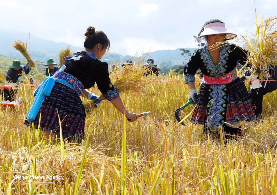 Teams compete in the rice-harvesting contest at the festival. (Photo: VNA)