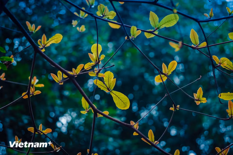 The leaf-changing season is also when Hanoi seems to “change its attire.” (Photo: VietnamPlus)