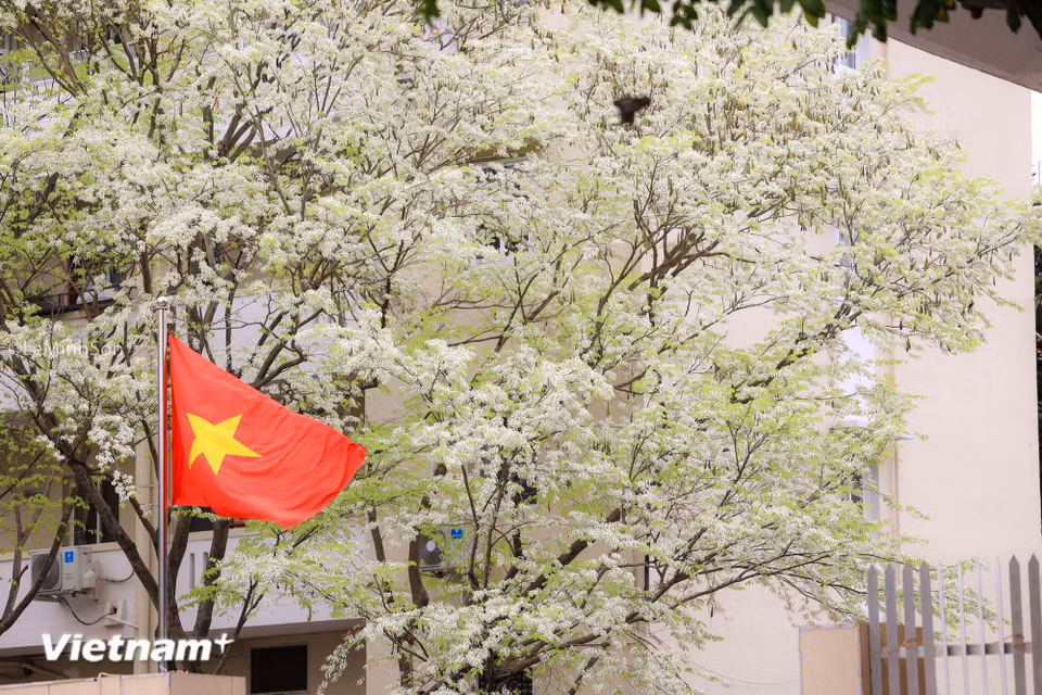 The season of hoa sua (milk flowers) arrives swiftly, yet each appearance seems to slow the city down. As the lingering chill of late spring remains, the blossoms suddenly burst into pure white across tree canopies, brightening entire street corners. (Photo: VietnamPlus)