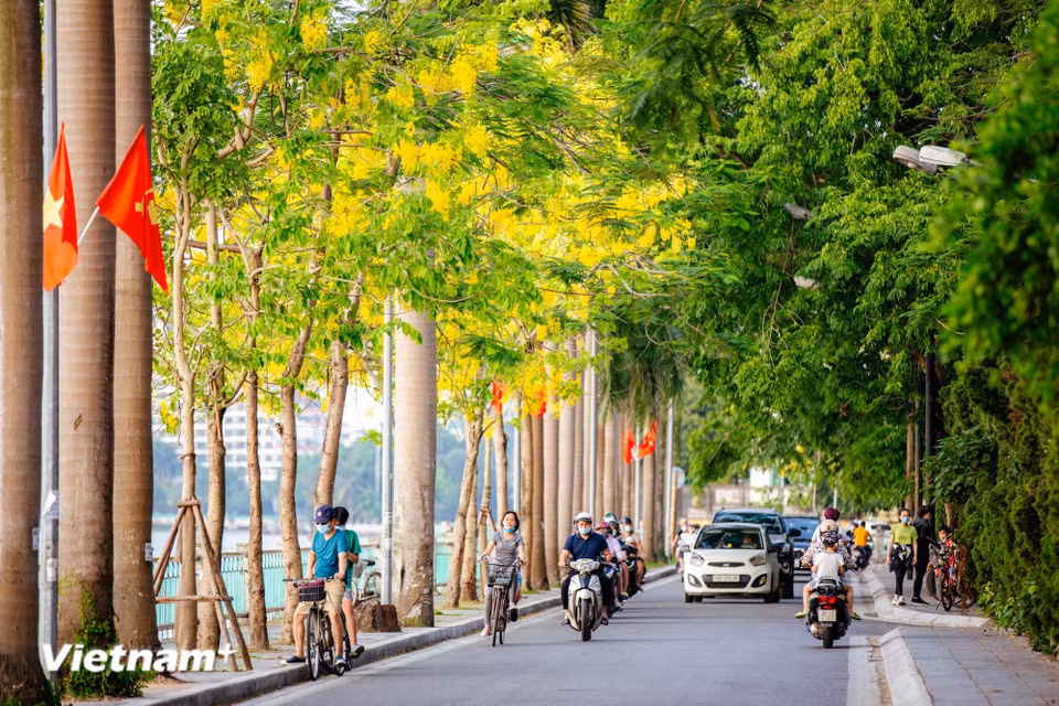 Streets along West Lake glow with the radiant hue of golden shower trees, scientifically known as Cassia fistula, blossoms. (Photo: VietnamPlus)