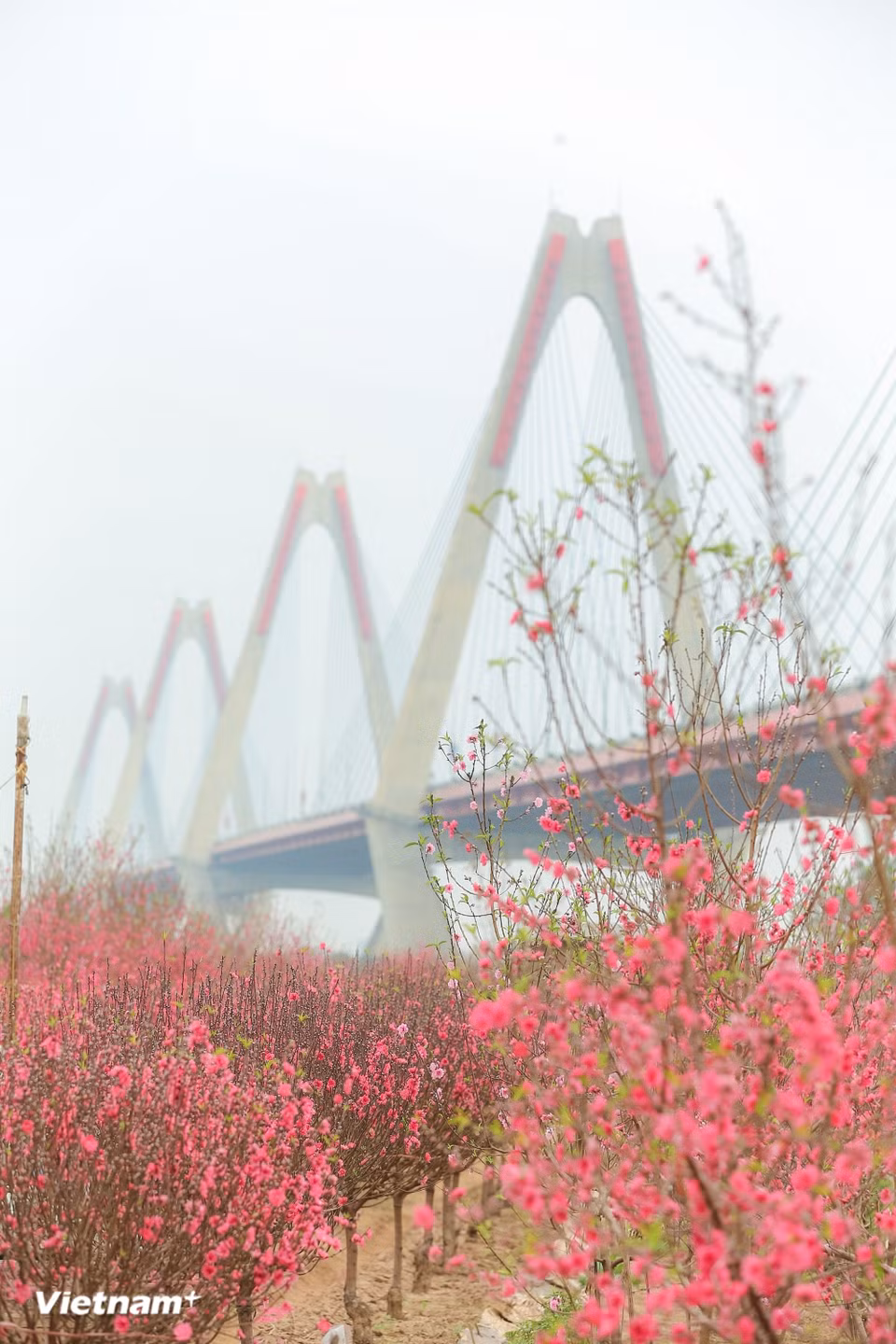 Peach blossoms appear on every corner, from riverside flower fields and Quang Ba and Hang Luoc flower markets to small balconies in old apartment buildings. The peach blossom is not merely a flower’s hue, but the colour of hope, reunion, and wishes for peace sent with each budding bloom. (Photo: VietnamPlus)
