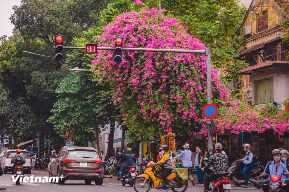 Each season forms part of the capital’s history, adorned with its own flowers like distinctive chapters of the city. (Photo: VietnamPlus)
