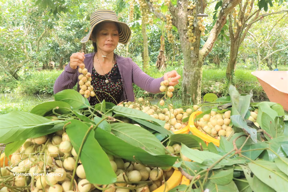 When ripe, Ha Chau Burmese grapes turn pale yellow, with milky-white flesh and a delicately sweet flavour balanced by a hint of tartness. Photo: VNA