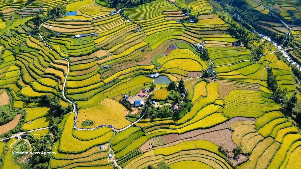 Ripe rice turns the terraced fields golden across Ta Leng commune, Lai Chau province. (Photo: VNA)