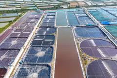 Intensive shrimp farming zone of Vietnam Clean Seafood JS Company. (Photo: VNA)