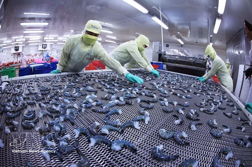 Shrimp products are frozen using IQF technology at the Minh Phu Seafood Group factory in Ly Van Lam ward, Ca Mau province. (Photo: VNA)