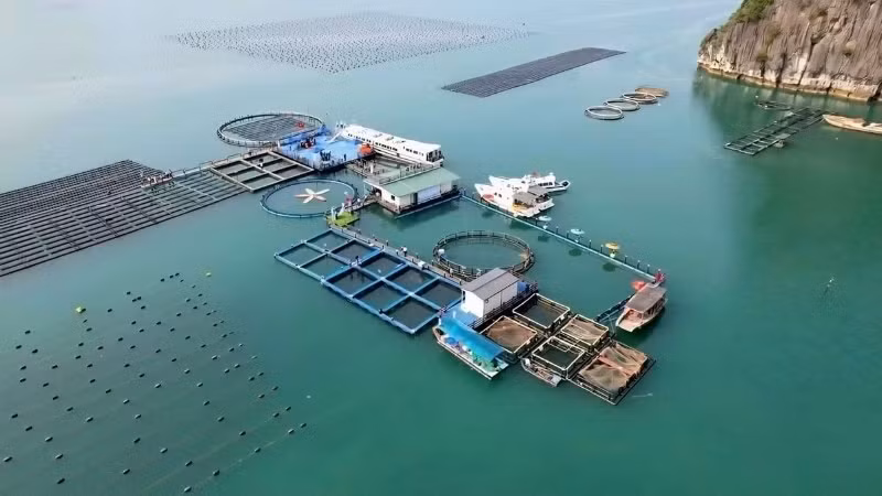 A high-tech marine aquaculture farm operated by STP Group in Van Don, Quang Ninh province. (Photo: nhandan.vn)