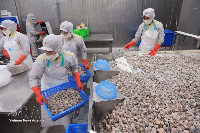 Workers process clams for export at the factory of Thanh Hoa Seafood Import-Export Joint Stock Company in Thanh Hoa province. (Photo: VNA)