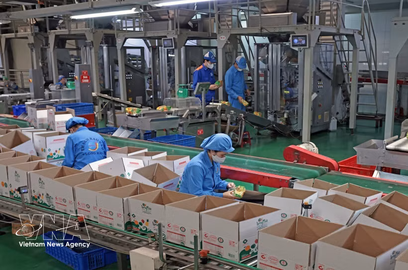 Long Hai Co., Ltd., located in Industrial Cluster No. 1 of Thach Khoi ward, Hai Phong city, produces hundreds of tonnes of products annually for both domestic consumption and export. (Photo: VNA)