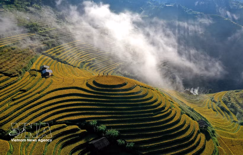 Every year, from September to October, terraced rice fields in Mu Cang Chai and Pung Luong communes, Lao Cai province, turn a golden yellow, creating a spectacular landscape across the northwestern mountains. (Photo: VNA)
