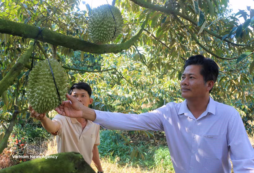 Farmers visit the off-season durian orchard of Cao Chi Dai in Vinh Hanh commune, An Giang province (Photo: VNA)