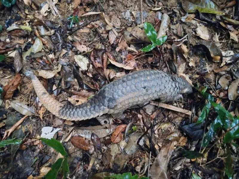 A Sunda pangolin returns to its natural habitat. (Photo: phongnhakebang.vn)
