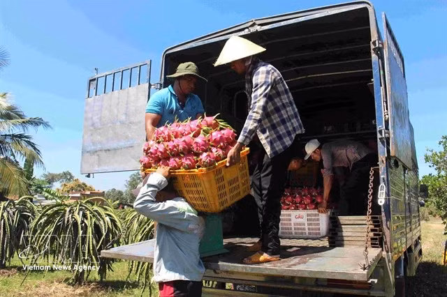 Harvesting dragon fruits in Lam Dong province. The EU is drafting new rules to tighten maximum residue limits for eight pesticide active ingredients for imported fruits from other countries, including Vietnam. (Photo: VNA)