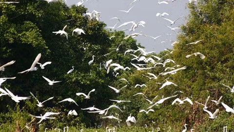 Prek Toal Ecotourism Site is a floating village with a bird sanctuary in Cambodia. (Photo: tourismcambodia.com)