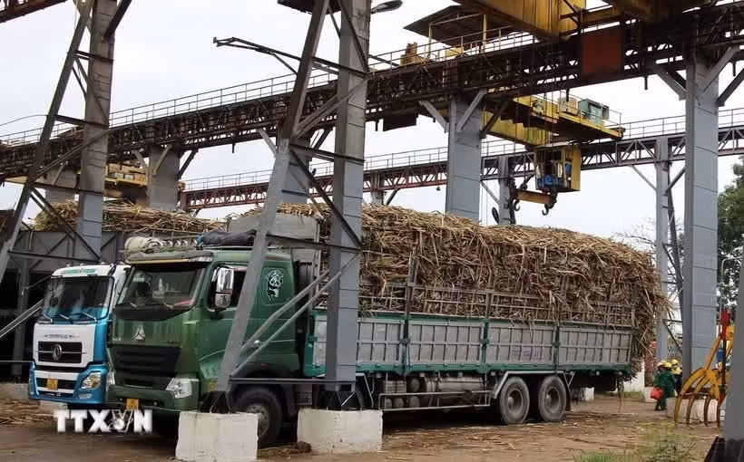 Trade remedy measures have improved the competitiveness of Vietnam's domestic sugar industry, restored sugarcane-growing areas, and improved incomes. (Photo: VNA)