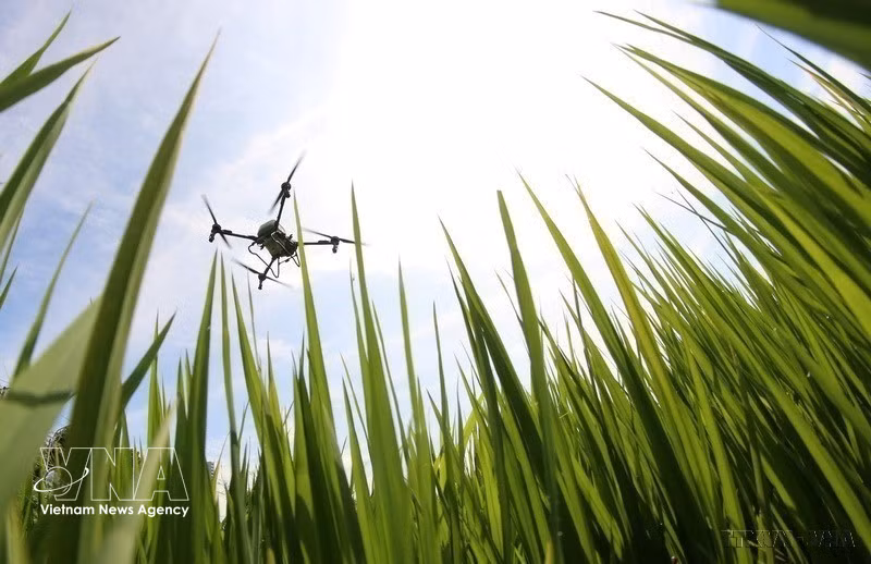 Drone is used in seeding, fertilising and pesticide spraying (Photo: VNA)