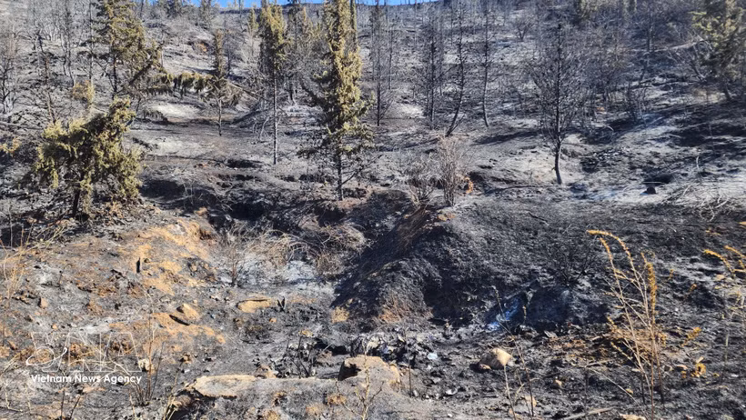 A forest destroyed by fires in Medea province, Algeria (Photo: VNA)