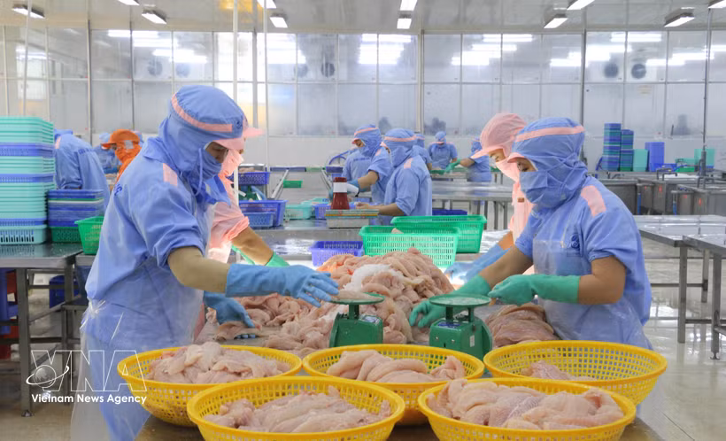 Workers process seafood for export. (Photo: VNA)