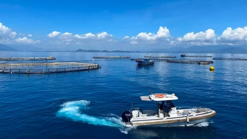Australis Vietnam Seafood Co., Ltd.'s high-tech deep-water barramundi farming site in Van Phong Bay, Khanh Hoa province. (Photo: nhandan.vn)