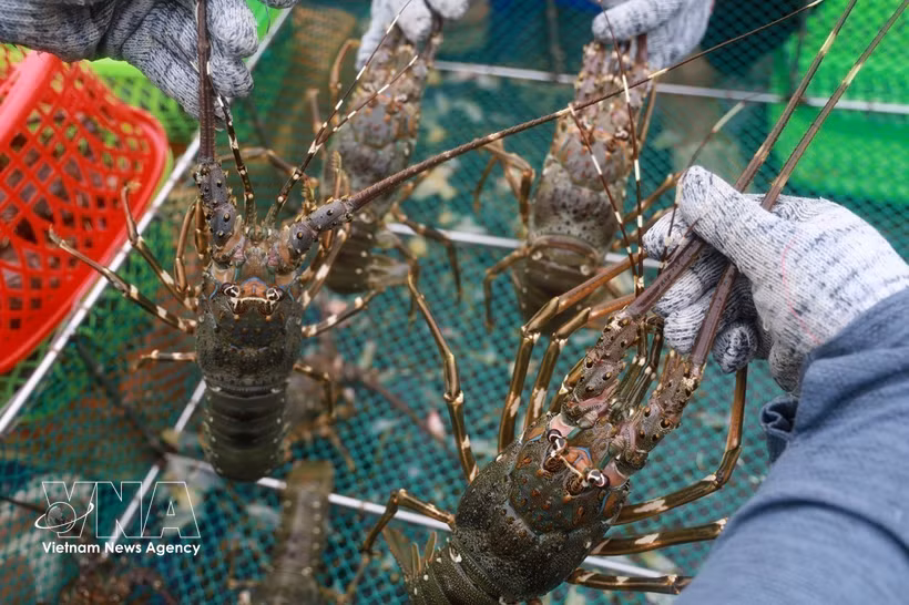 Lobster has risen as one of the sector's brightest performers, with exports climbing 44.3% to 585 million USD during the first half of 2026. (Photo: VNA)