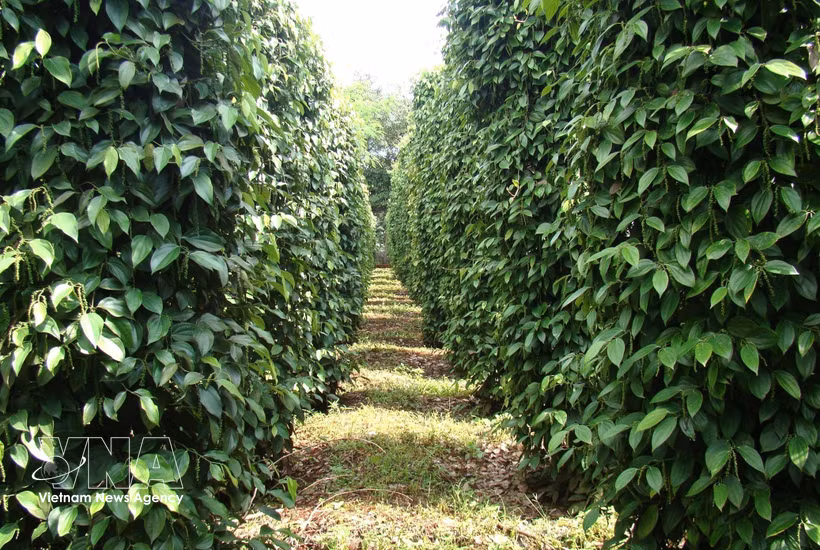 Vietnam ships abroad 10,915 tonnes of pepper worth 70 million USD in the first half of September alone. (Photo: VNA)