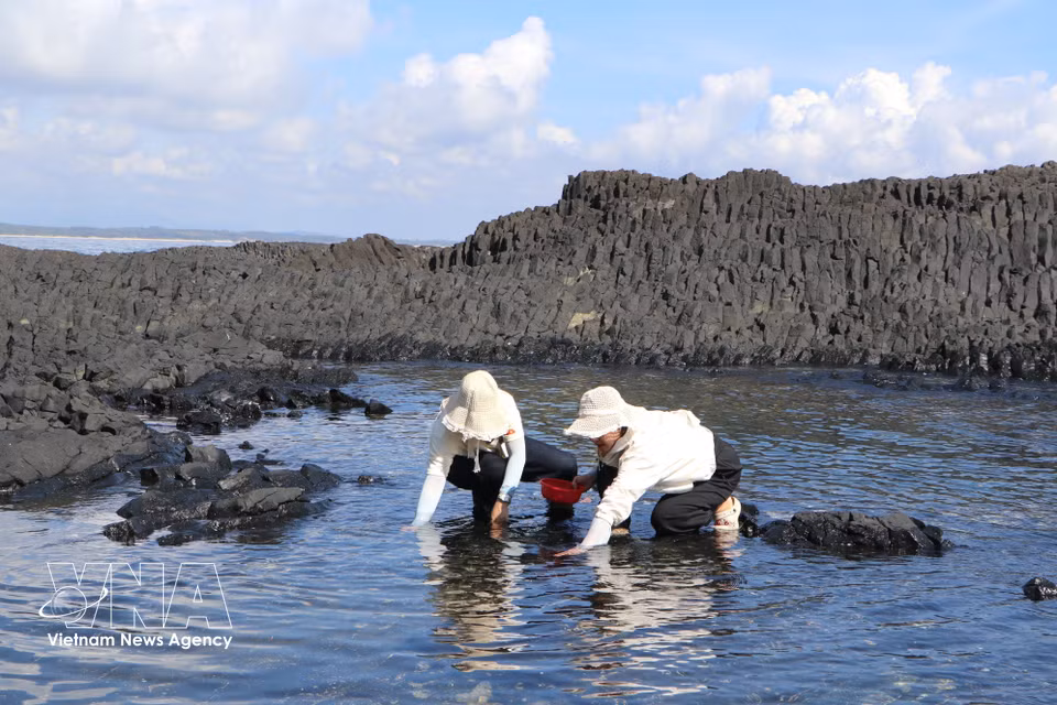Visitors wade through the shallow waters to collect snails. (Photo: Dinh Huong/VNA)