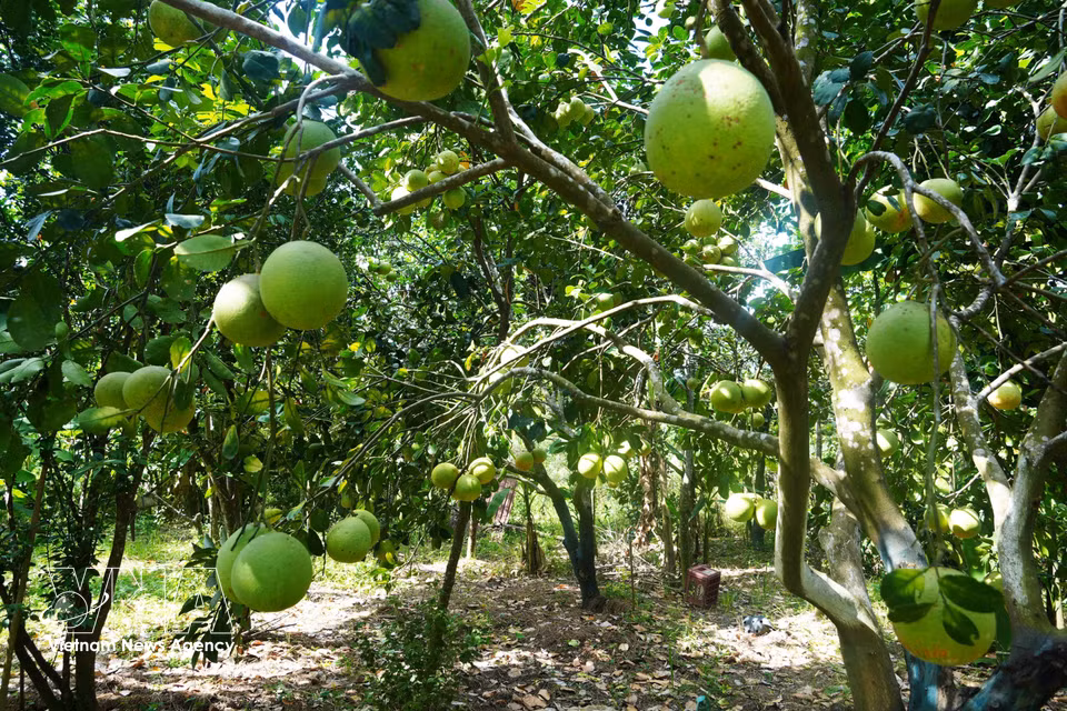 Thanh tra pomelos, a speciality of Thuy Xuan ward, Hue city, are in peak season, characterised by their thin, smooth skins turning yellow. (Photo: Nguyen Ly/VNA)