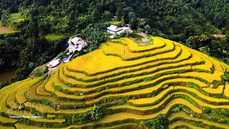 Golden ripening rice standing out against patches of green vegetation. (Photo: Minh Tam/VNA)