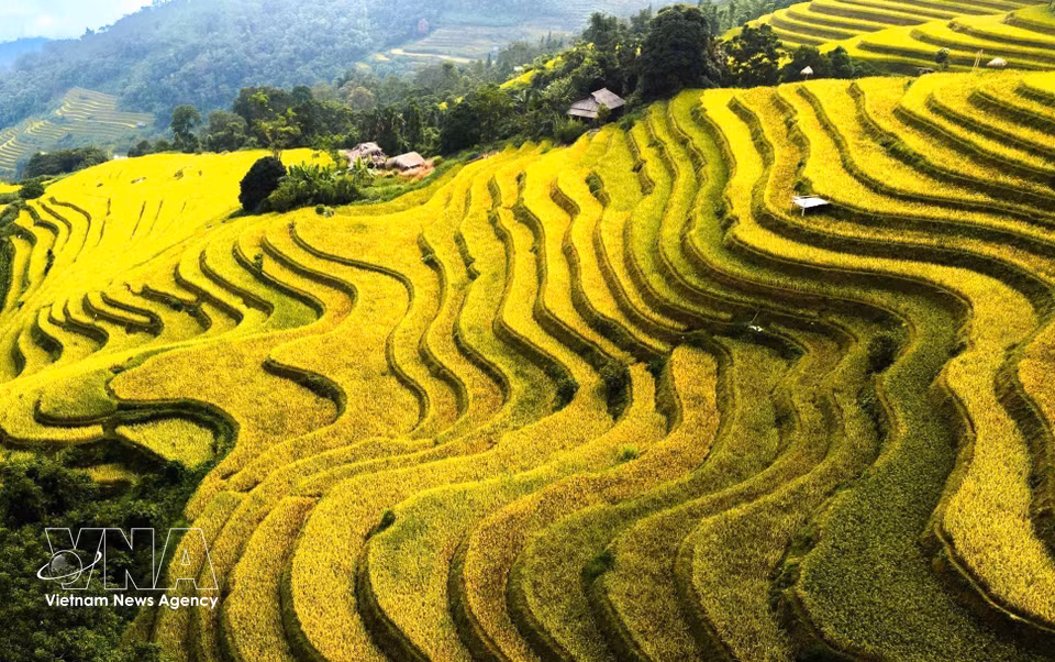 Curving terraces glowing golden in the autumn sunshine. (Photo: Minh Tam/VNA)