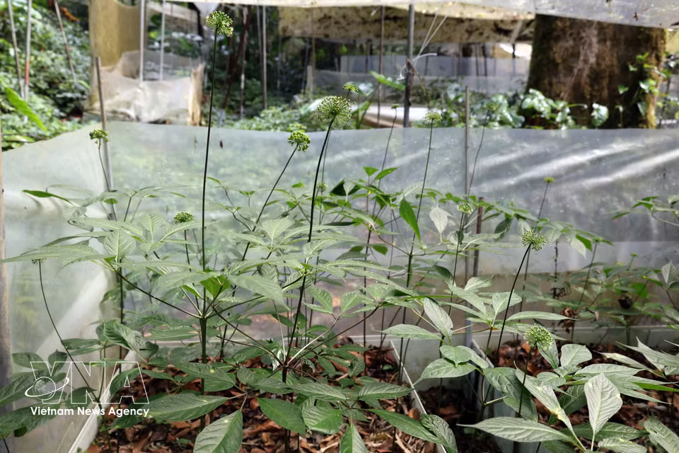 Rows of mature ginseng cultivated by the Xo Dang ethnic community thrive on Ngoc Linh Mountain. (Photo: VNA)