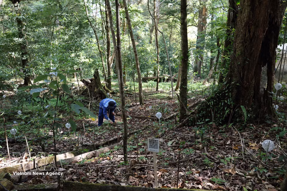 A Ngoc Linh ginseng nursery at the Tra Linh medicinal plant area. (Photo: VNA)