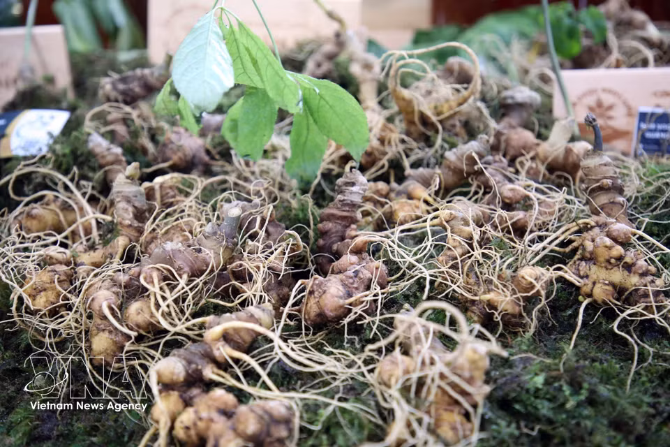 Ngoc Linh ginseng roots, valued at tens of millions of Vietnamese dong per kilogramme, are sold at a local market. (Photo: VNA)