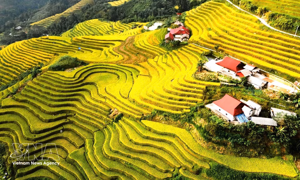 Houses nestled among terraced fields during the rice harvest season. (Photo: Minh Tam/VNA)