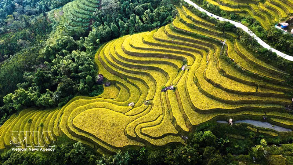 Golden ribbons of rice winding alongside green forested slopes. (Photo: Minh Tam/VNA)