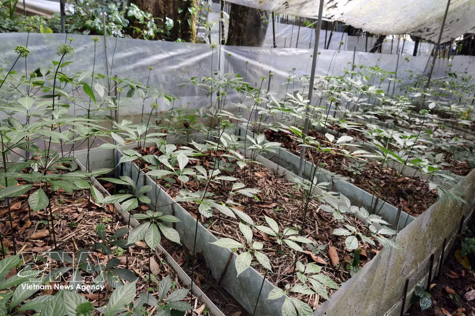 Rows of mature ginseng cultivated by the Xo Dang ethnic community thrive on Ngoc Linh Mountain. (Photo: VNA)