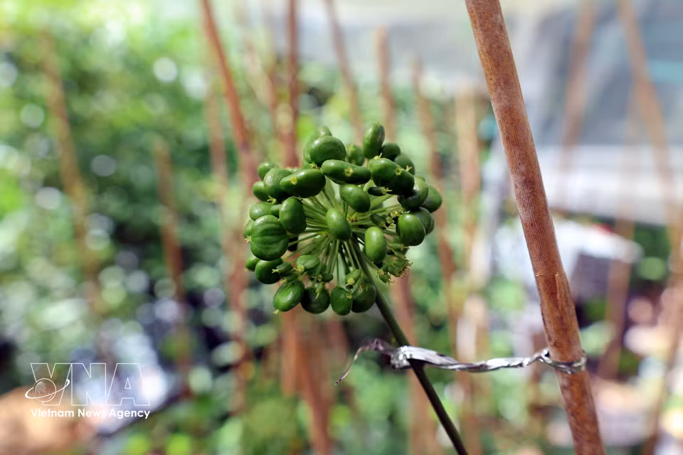 Large, healthy clusters of ginseng berries provide valuable seeds for propagation. (Photo: VNA)