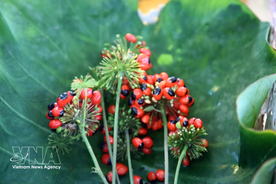 Ripe red clusters of Ngoc Linh ginseng berries provide valuable seeds for propagation. (Photo: VNA)