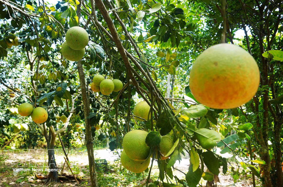 Thanh tra pomelos, a speciality of Thuy Xuan ward, Hue city, are in peak season, characterised by their thin, smooth skins turning yellow. (Photo: Nguyen Ly/VNA)