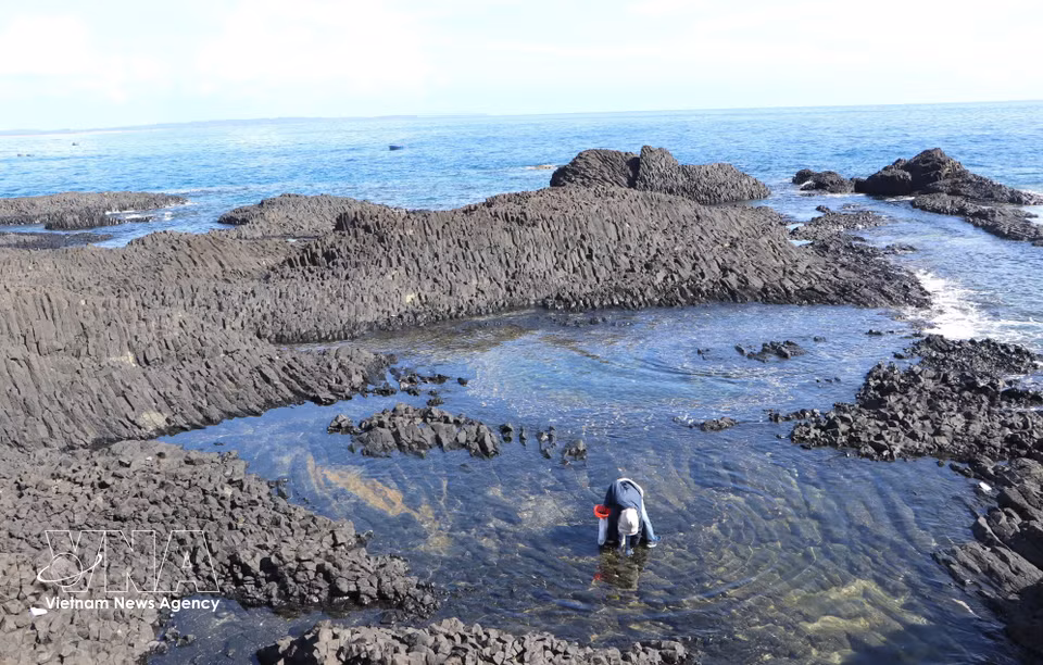Visitors wade through the shallow waters to collect snails in the Hon Nhan area. (Photo: Dinh Huong/VNA)