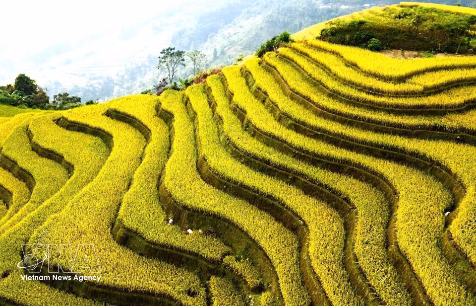Layers of ripening rice curving gently along the mountain slopes. (Photo: Minh Tam/VNA)